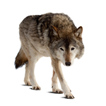 wolf with ptsd