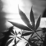 marijuana